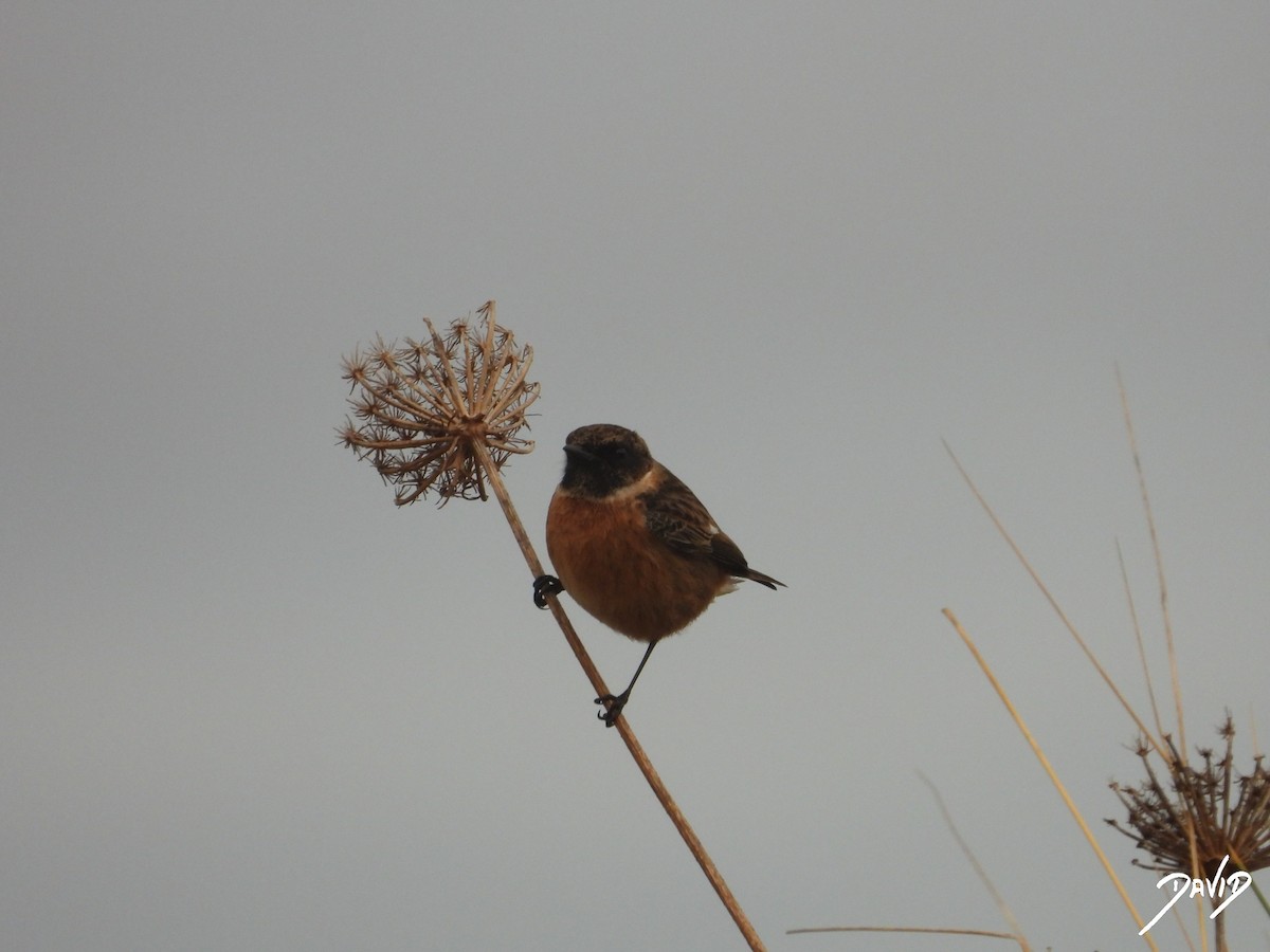 European Stonechat - ML646506690
