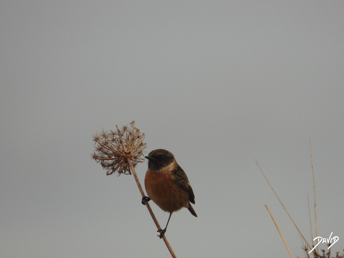 European Stonechat - ML646506691