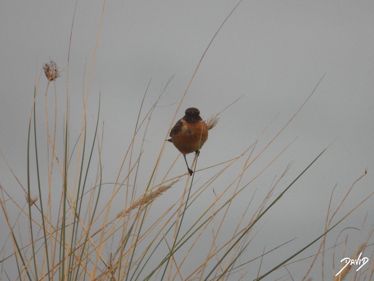 European Stonechat - ML646506692