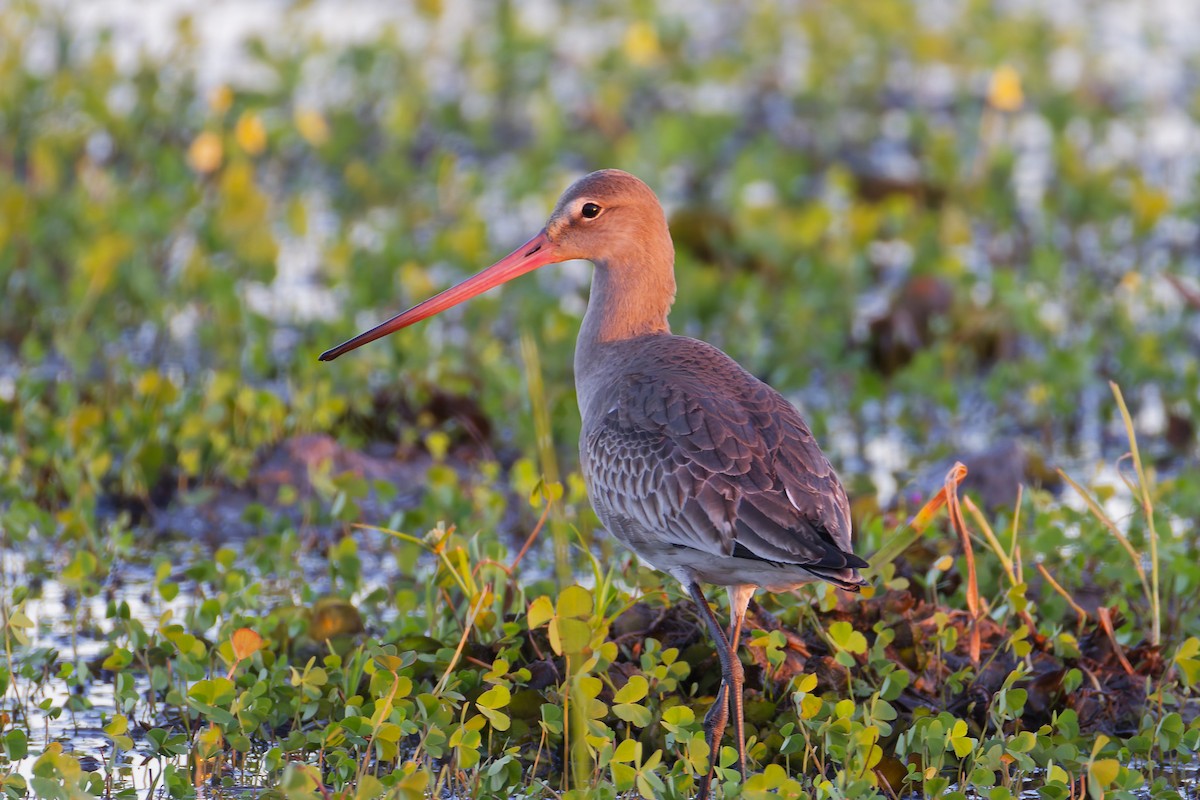 Aguja Colinegra - ML646506696