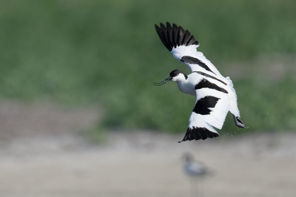 Pied Avocet - ML646506707