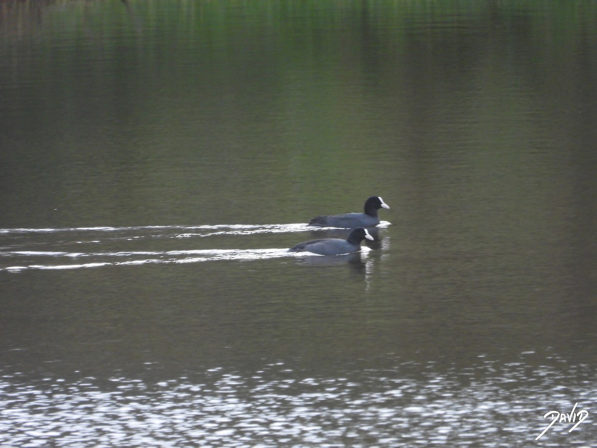 Eurasian Coot - ML646506710