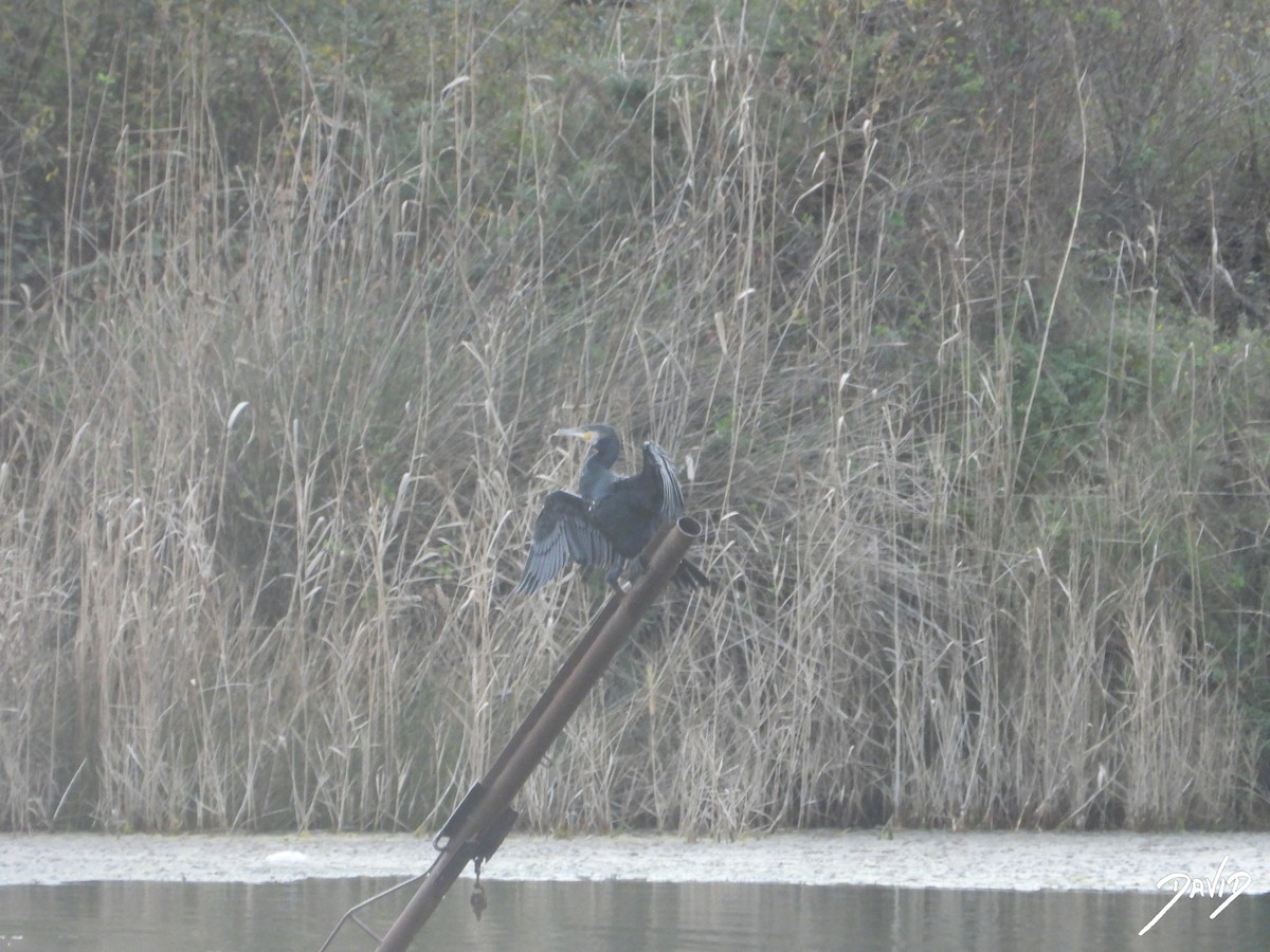 Great Cormorant - ML646506716