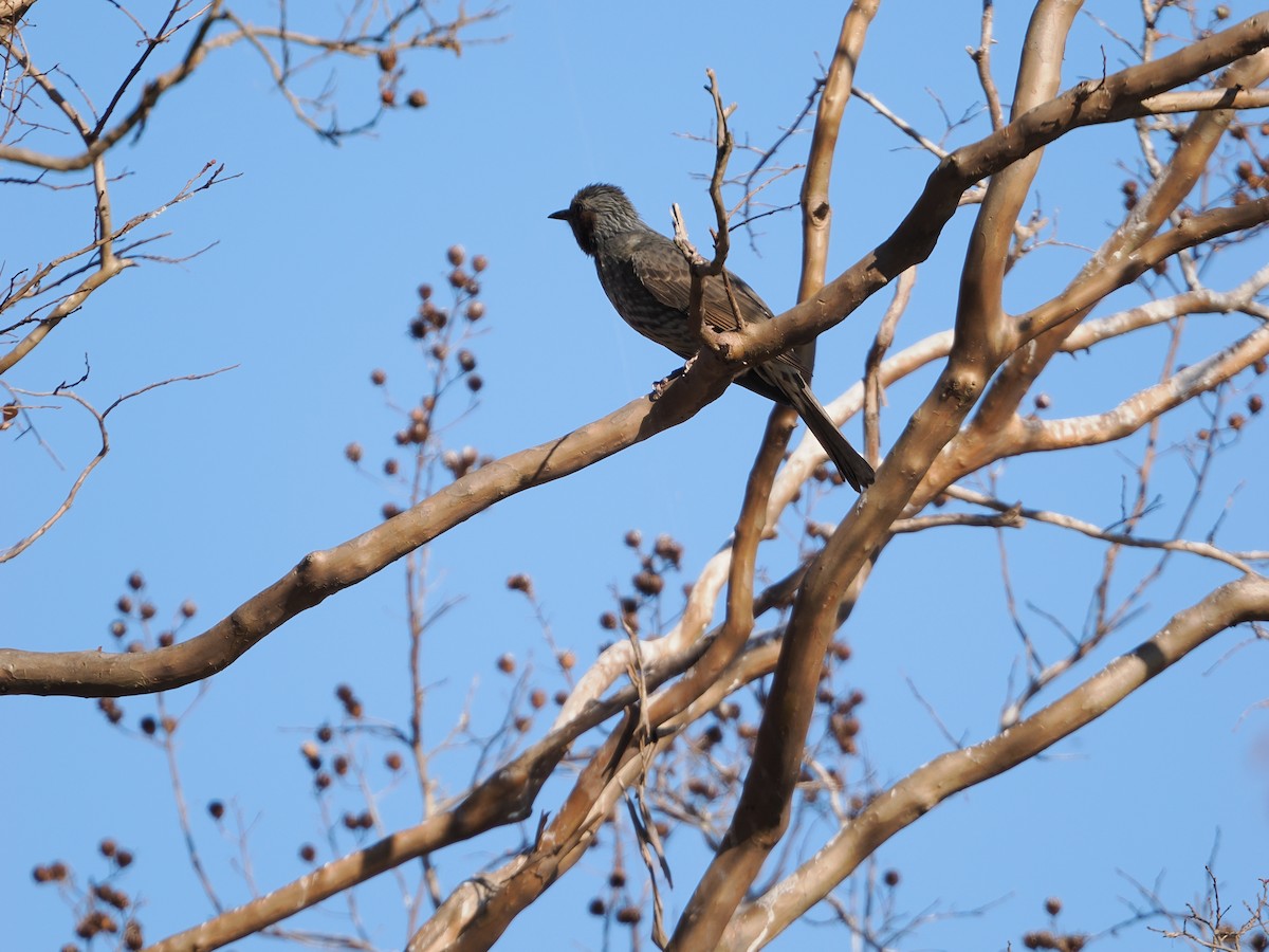Brown-eared Bulbul - ML646506718