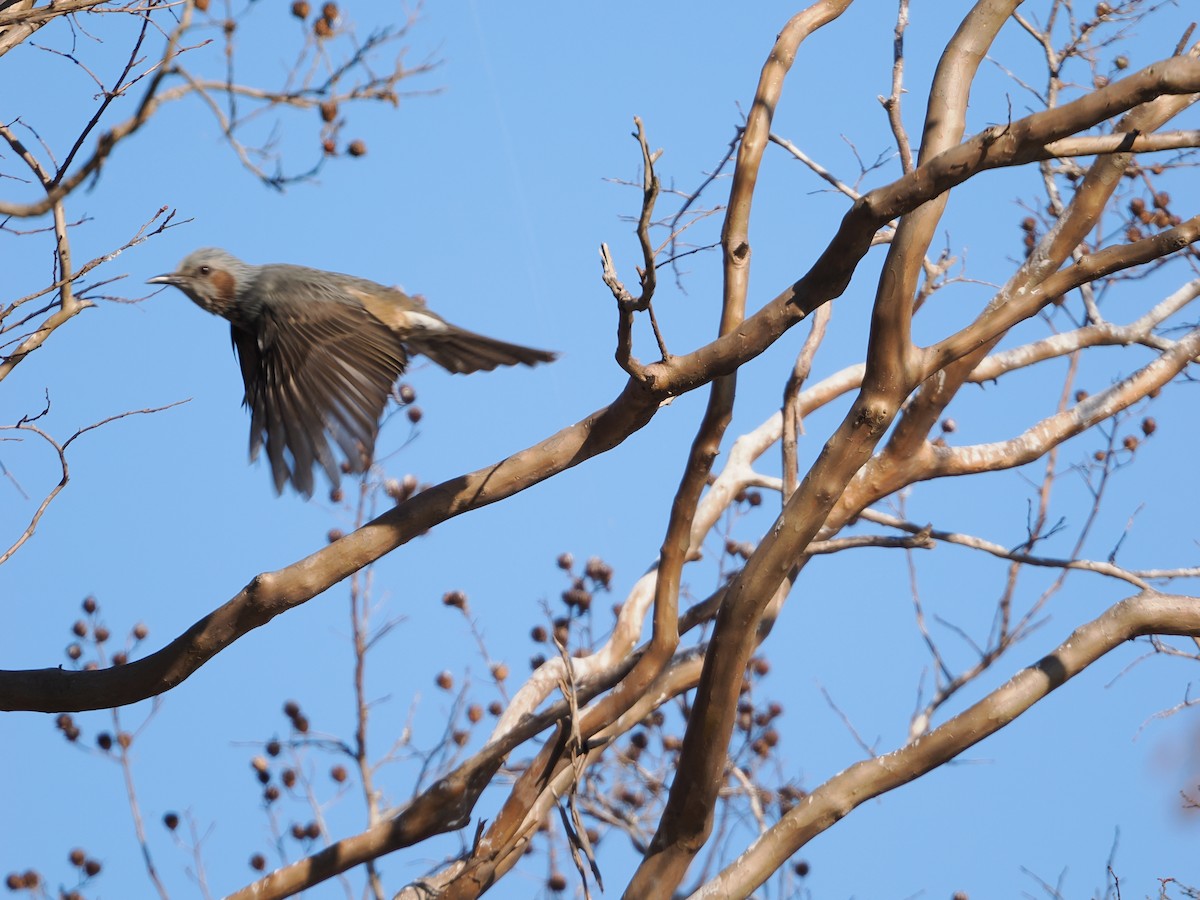 Brown-eared Bulbul - ML646506719