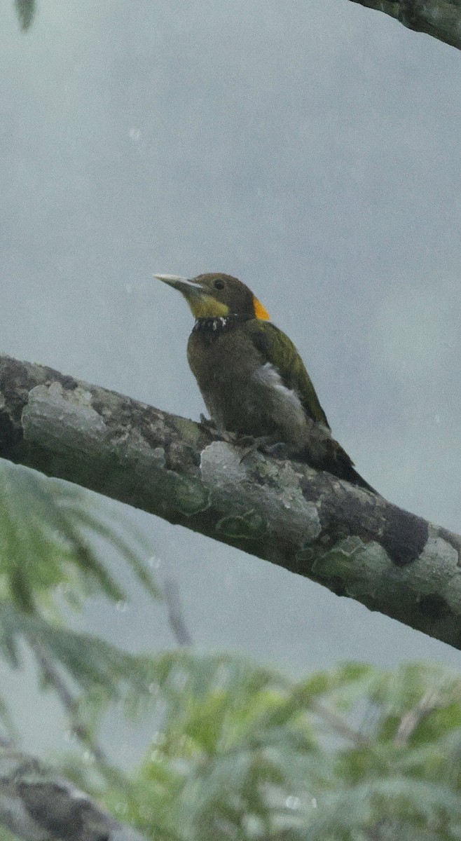 Greater Yellownape - ML646506725