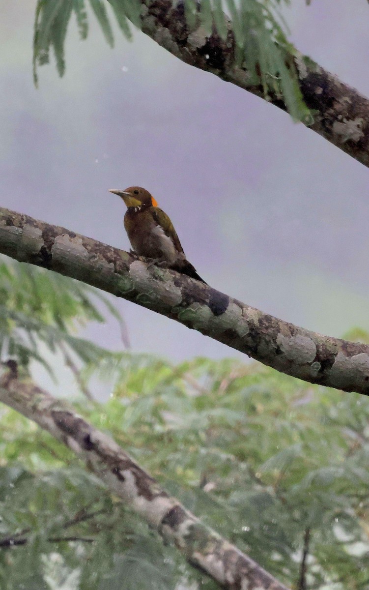 Greater Yellownape - ML646506726