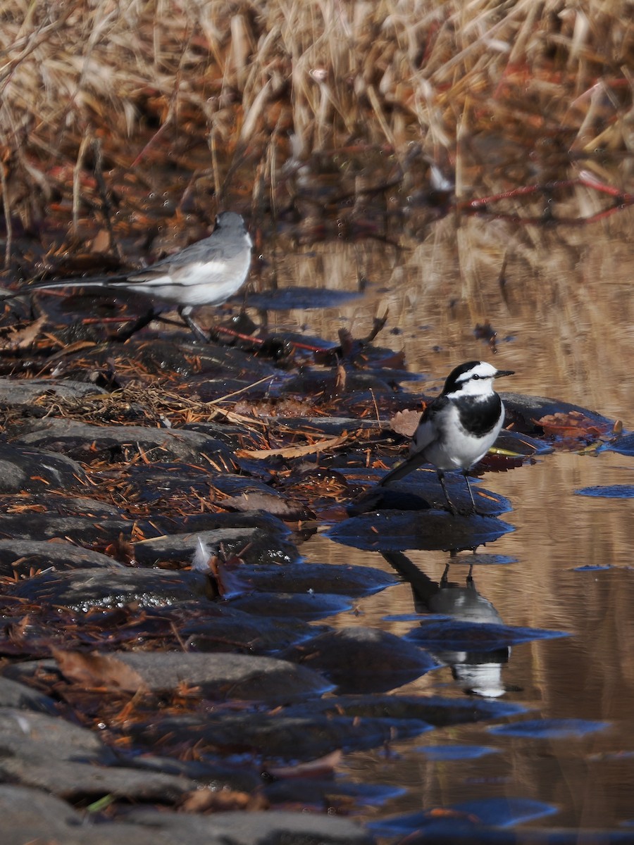 White Wagtail - ML646506730