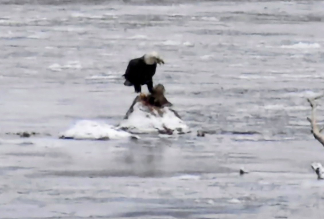 orel bělohlavý - ML646506736