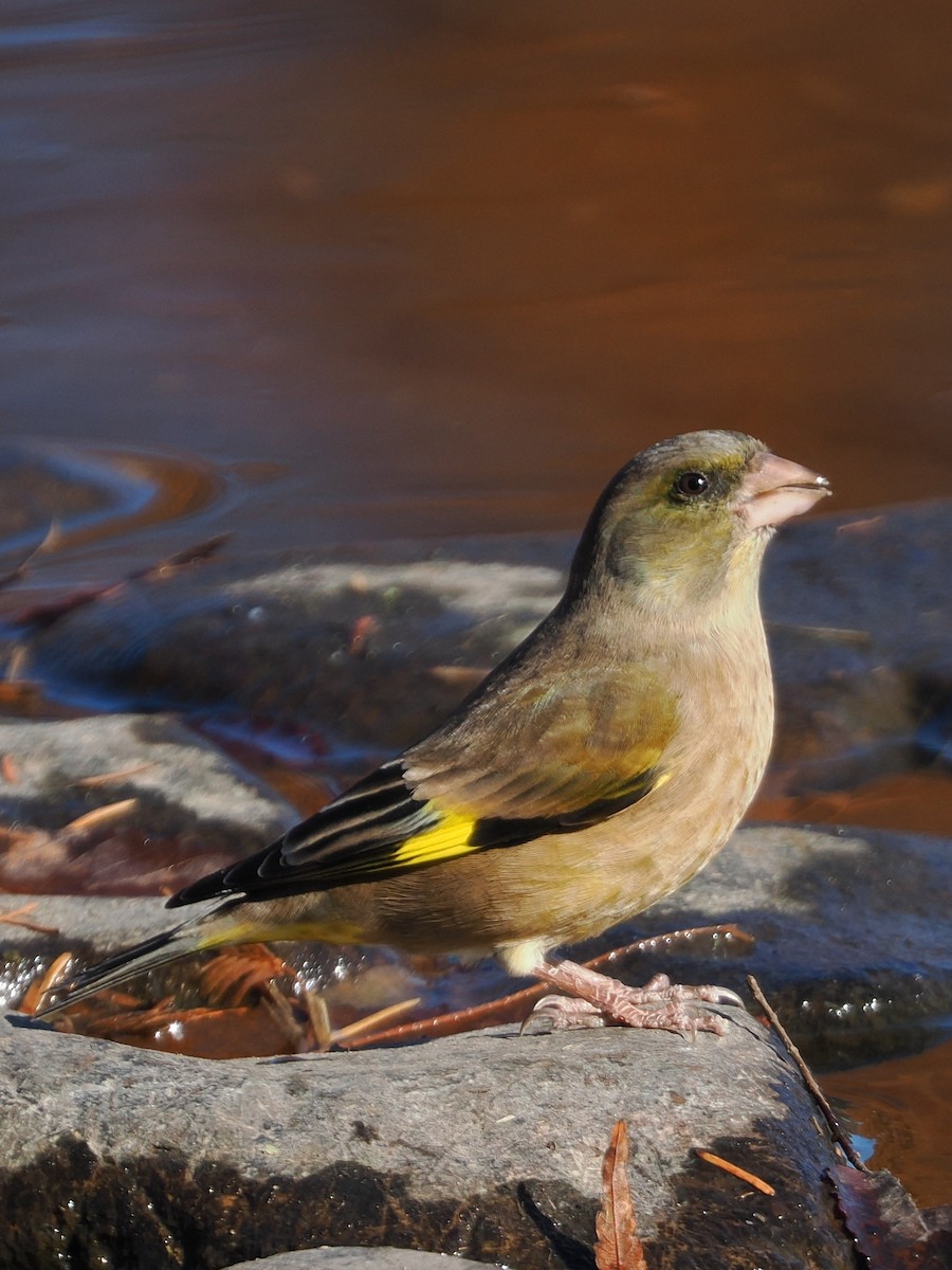 Oriental Greenfinch - ML646506737