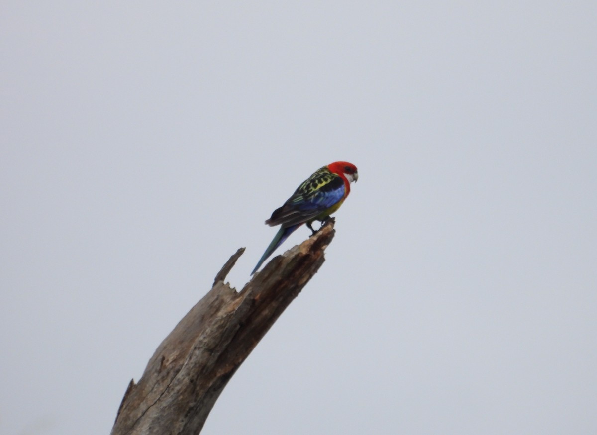 Rosella orientale - ML646506741