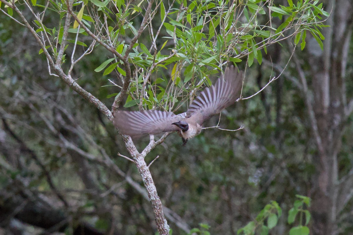 Noisy Friarbird - ML646506742