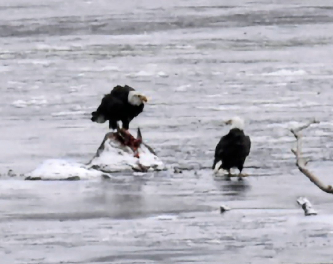 orel bělohlavý - ML646506743