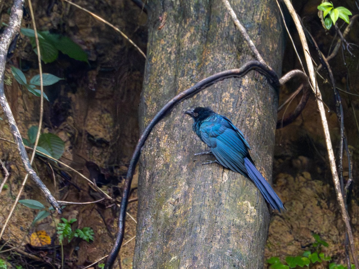 Greater Ani - ML646506748