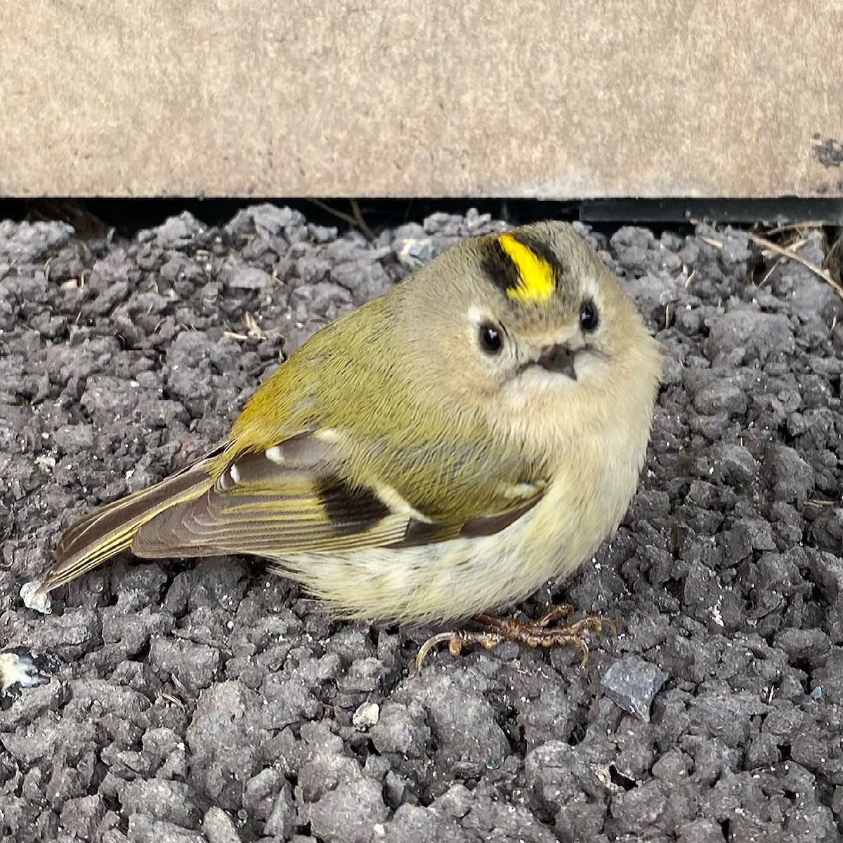 fuglekonge - ML646506750