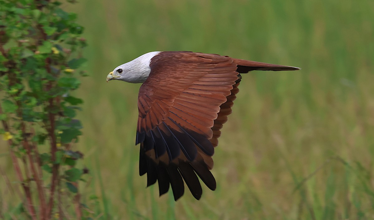 Браминский коршун - ML646506752