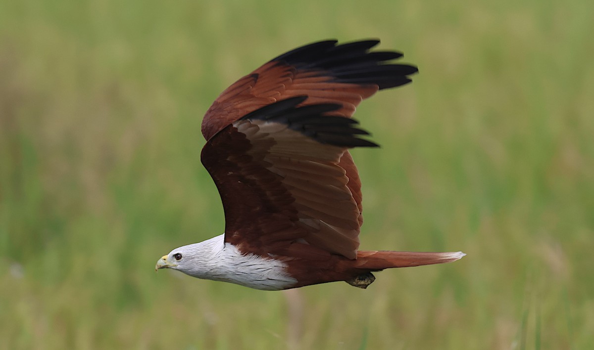 Браминский коршун - ML646506753