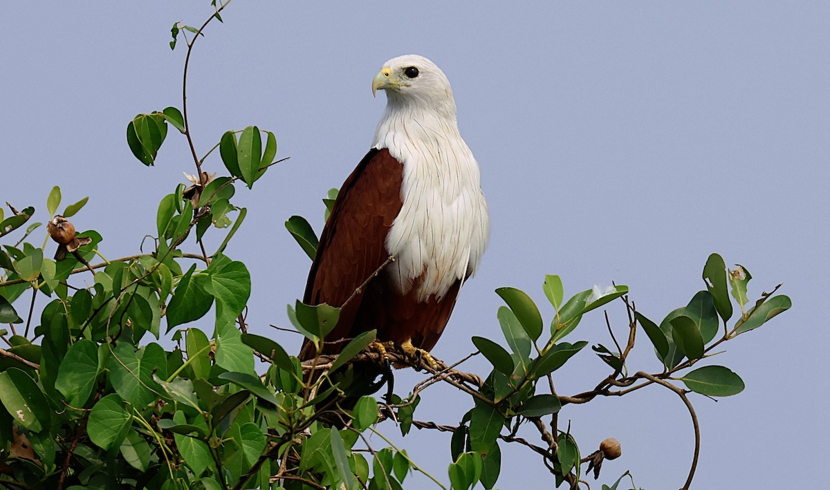 Браминский коршун - ML646506754