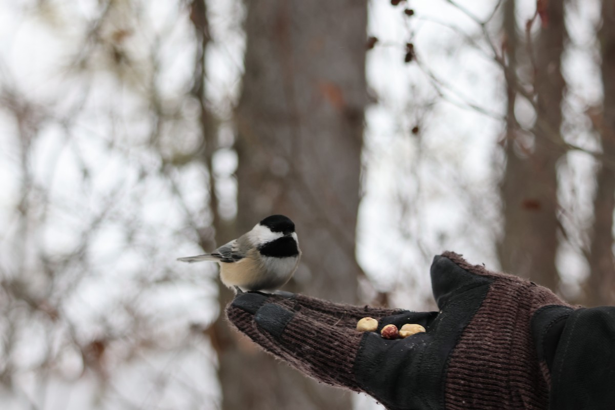 Black-capped Chickadee - ML646506755