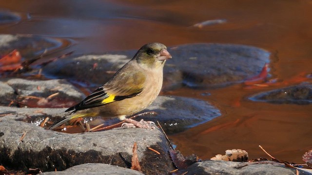Oriental Greenfinch - ML646506756