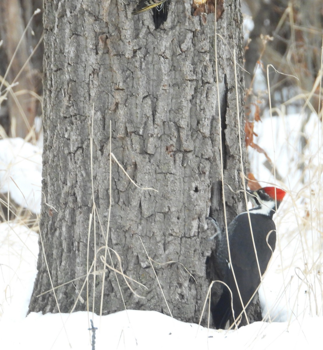 Жовна північна - ML646506757