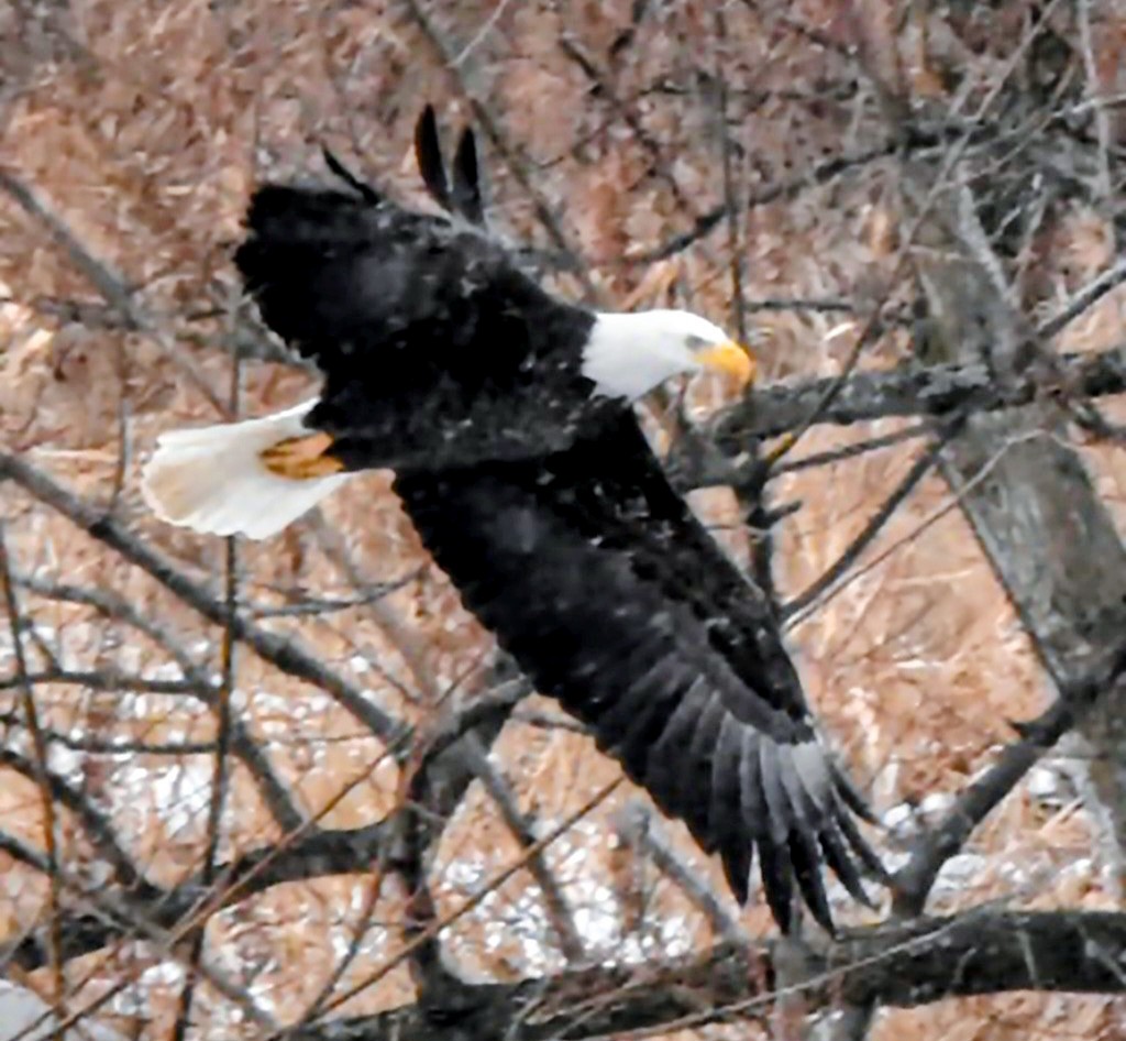 Pygargue à tête blanche - ML646506760