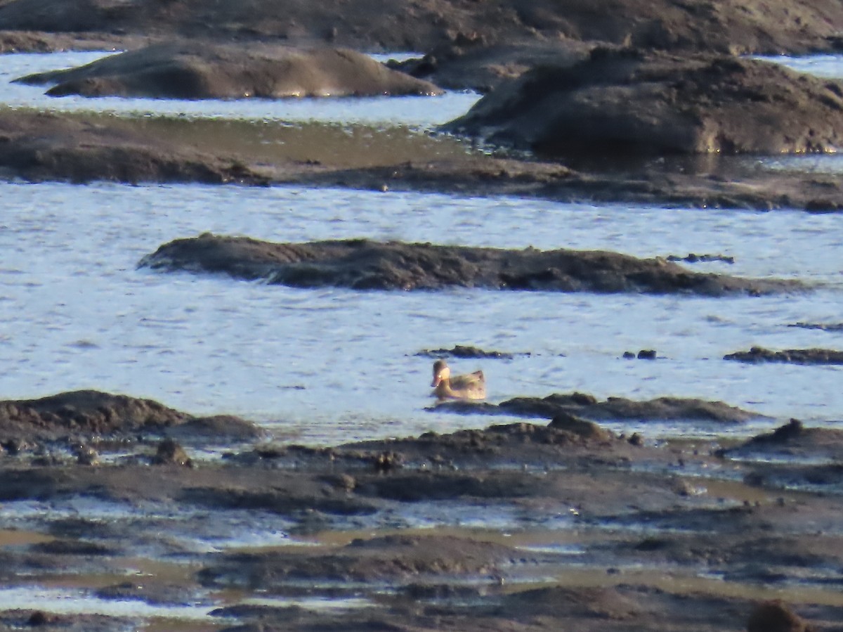 Ahate mokogorria - ML646506761