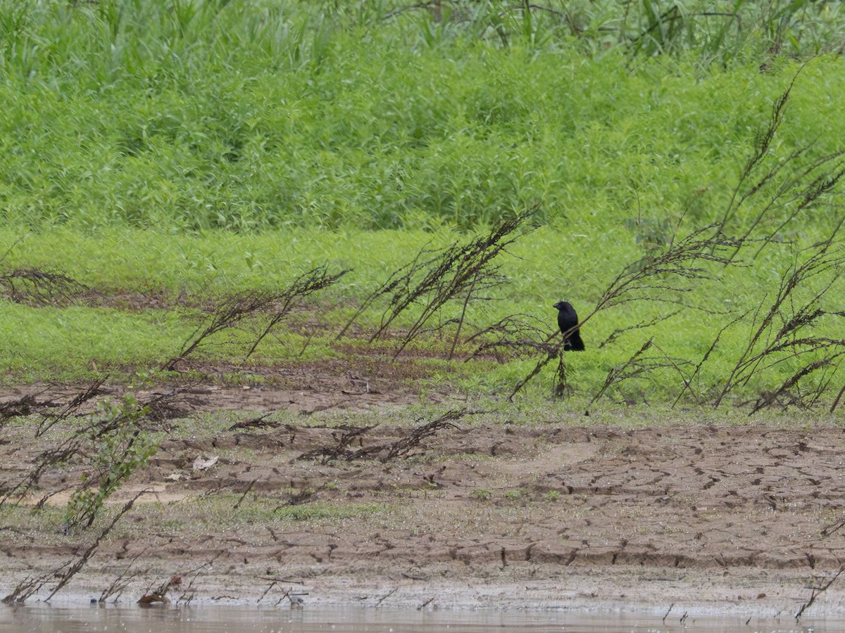 Smooth-billed Ani - ML646506762