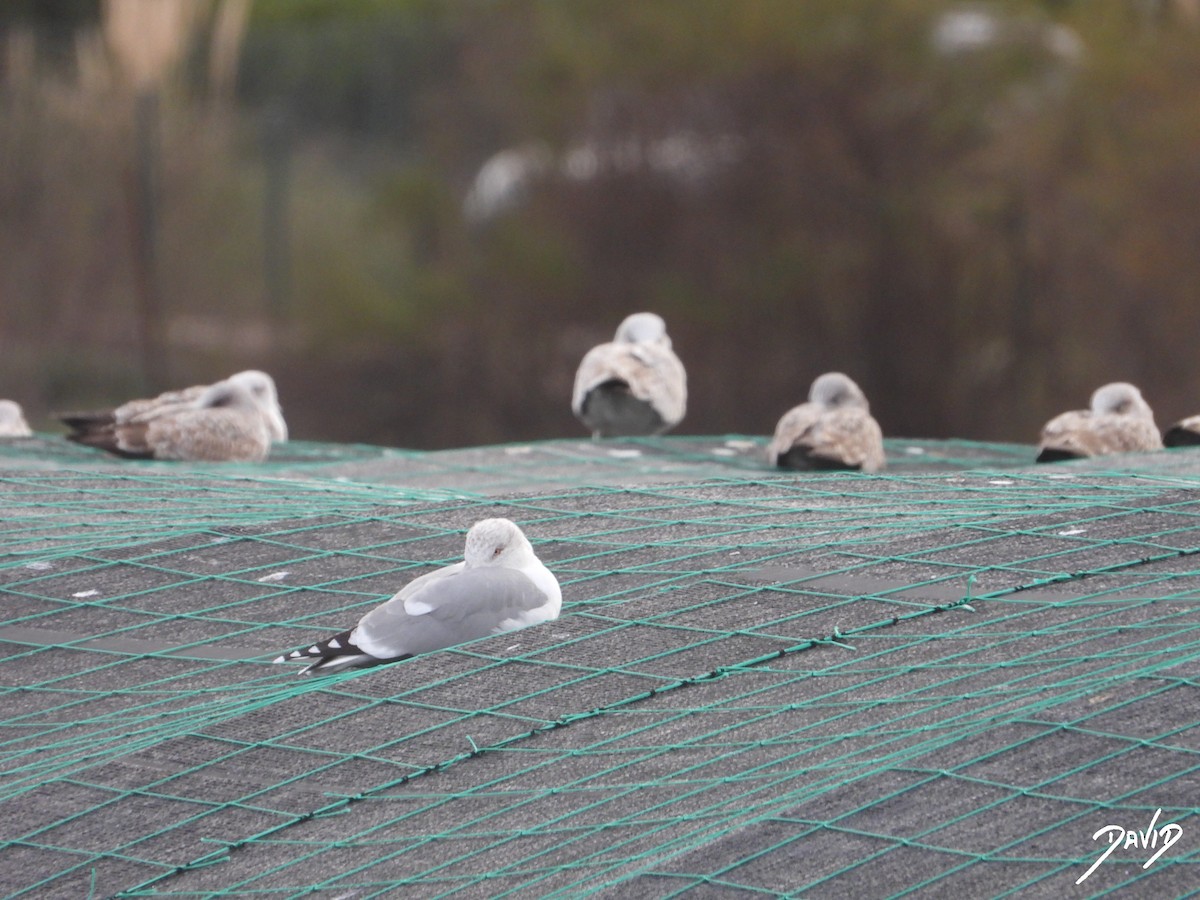 Yellow-legged Gull - ML646506764