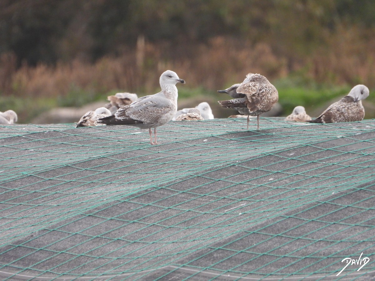 Yellow-legged Gull - ML646506765