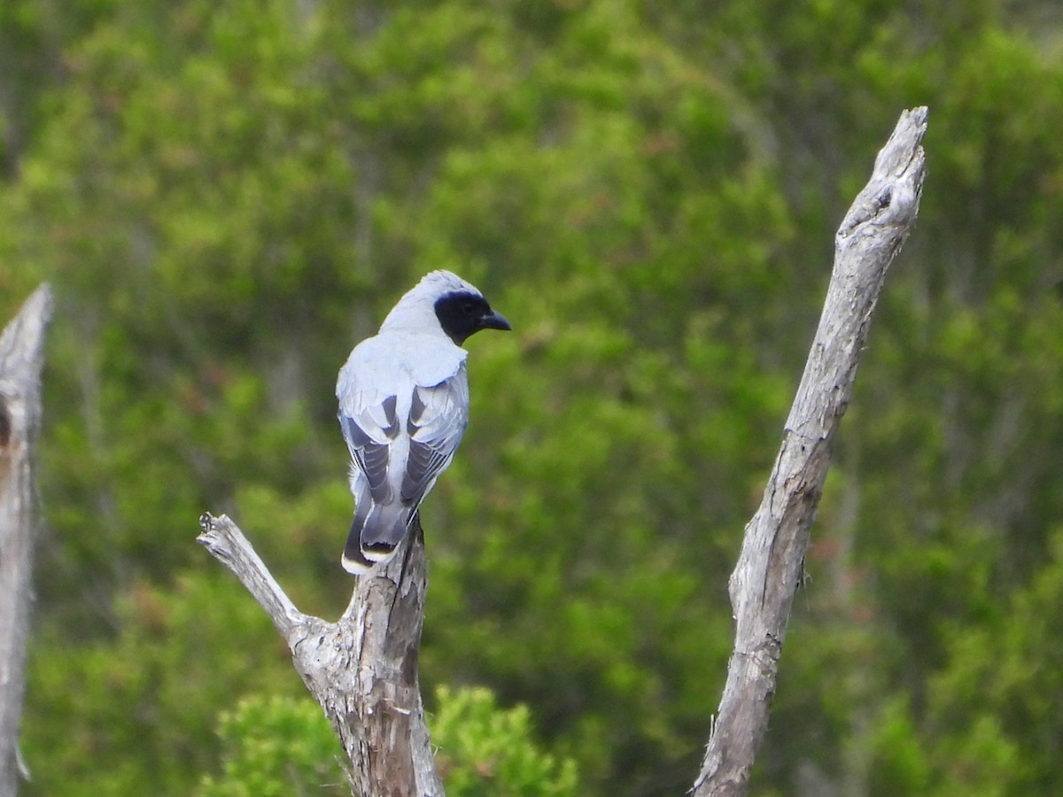 Black-faced Cuckooshrike - ML646506766