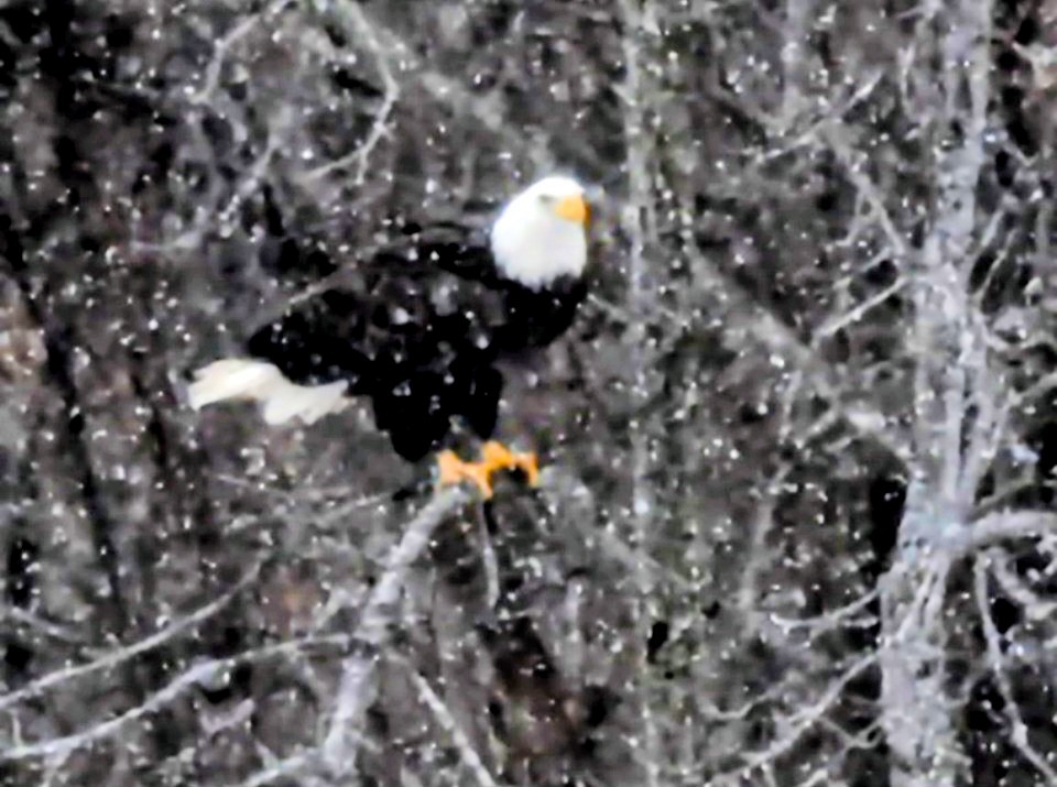 Pygargue à tête blanche - ML646506767