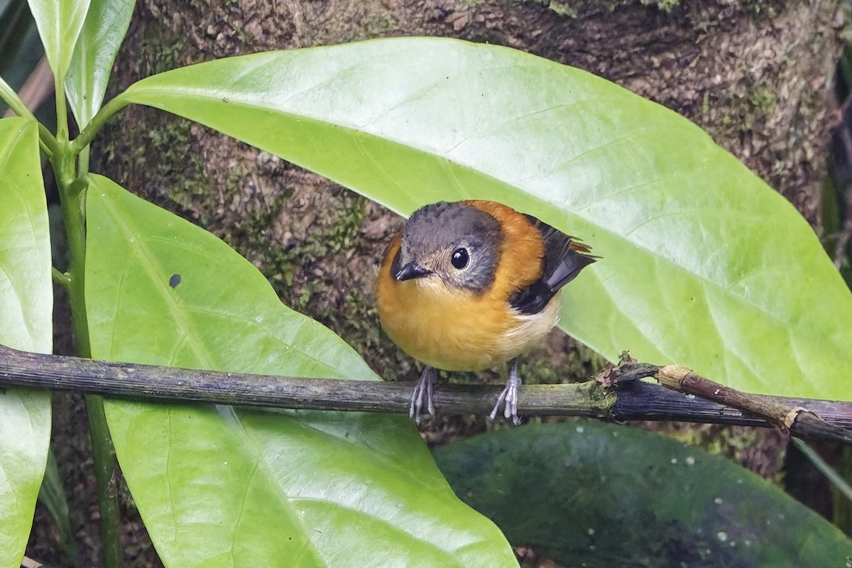 Black-and-orange Flycatcher - ML646506768