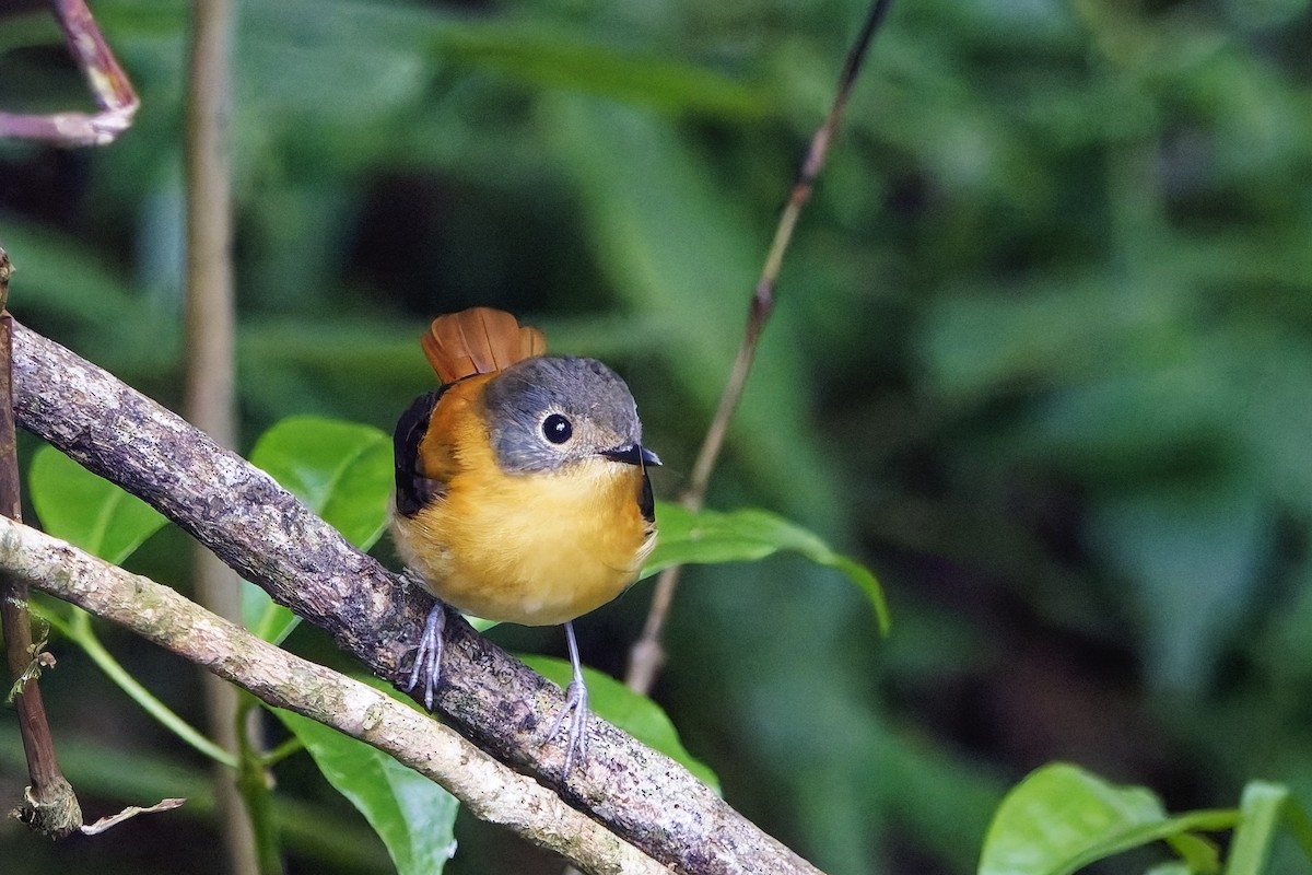 Black-and-orange Flycatcher - ML646506769