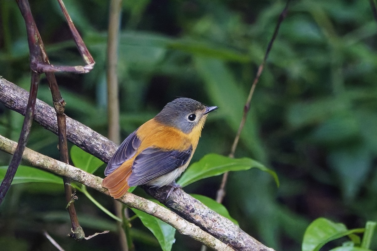 Black-and-orange Flycatcher - ML646506770