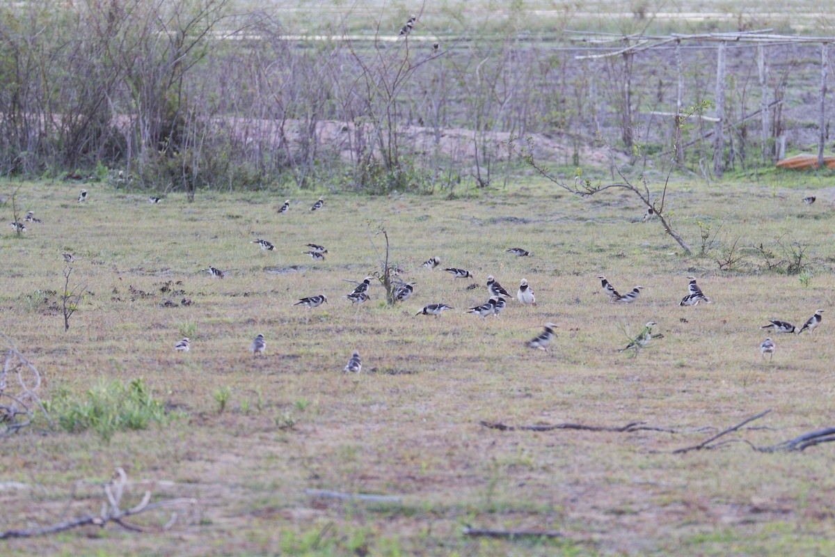 Estornino Cuellinegro - ML646506772