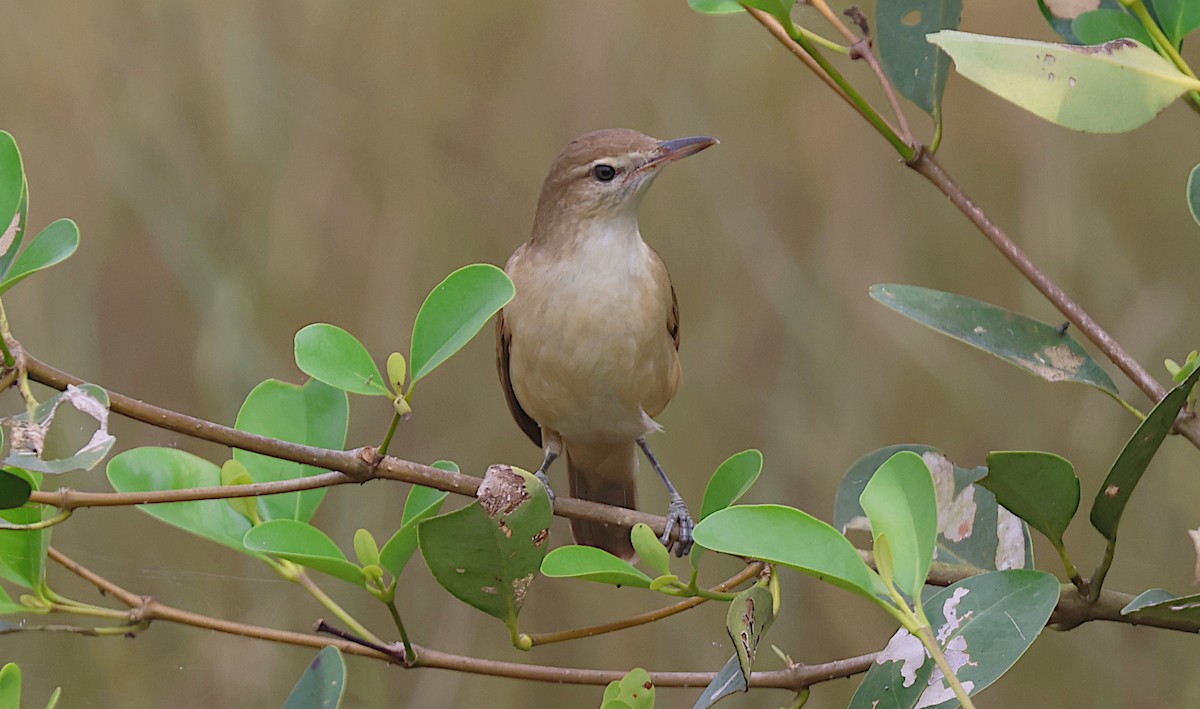Южная дроздовидная камышевка - ML646506773
