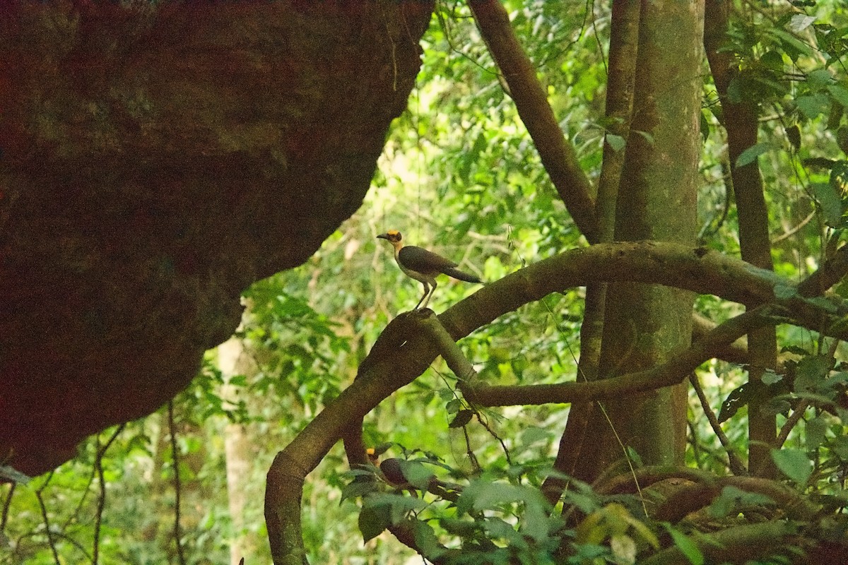 Гологолов західний - ML646506774