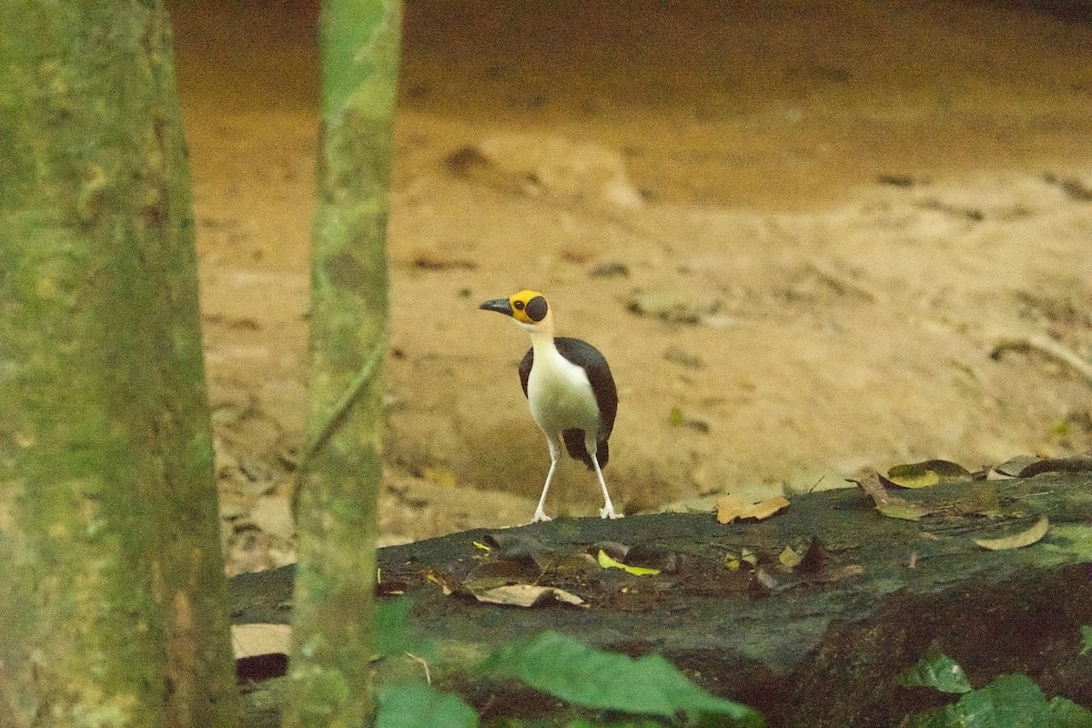 Гологолов західний - ML646506775