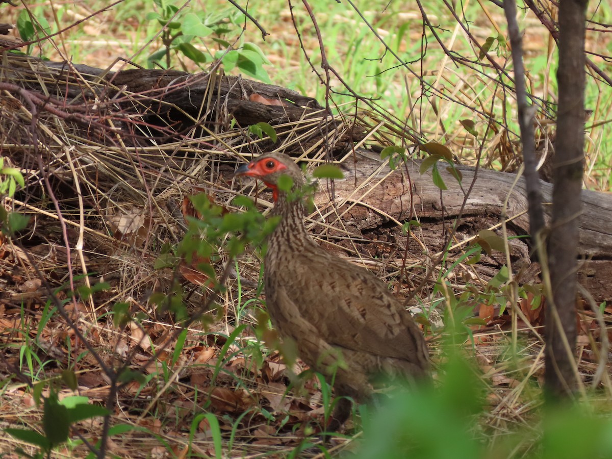 Swainson's Spurfowl - ML646506777