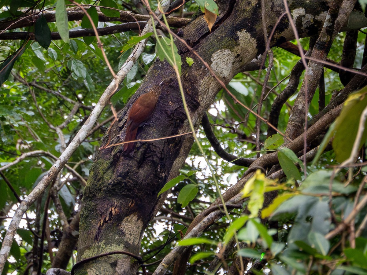 Striped Woodcreeper - ML646506779