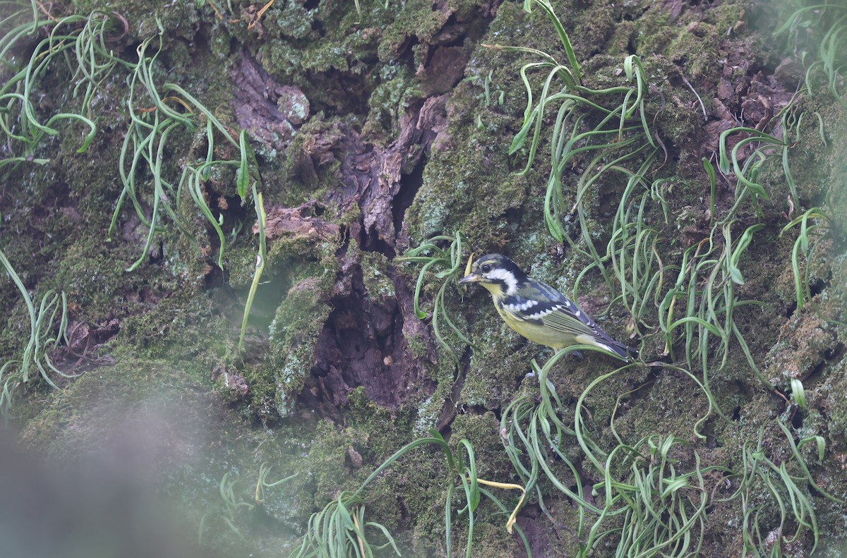 Yellow-bellied Tit - ML646506780