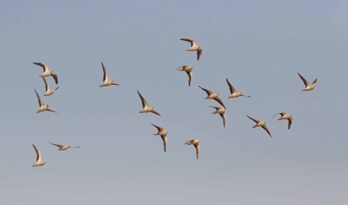 קטת כתר - ML646506781