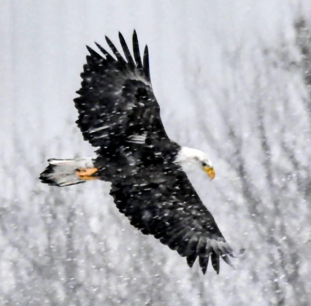 Pygargue à tête blanche - ML646506782
