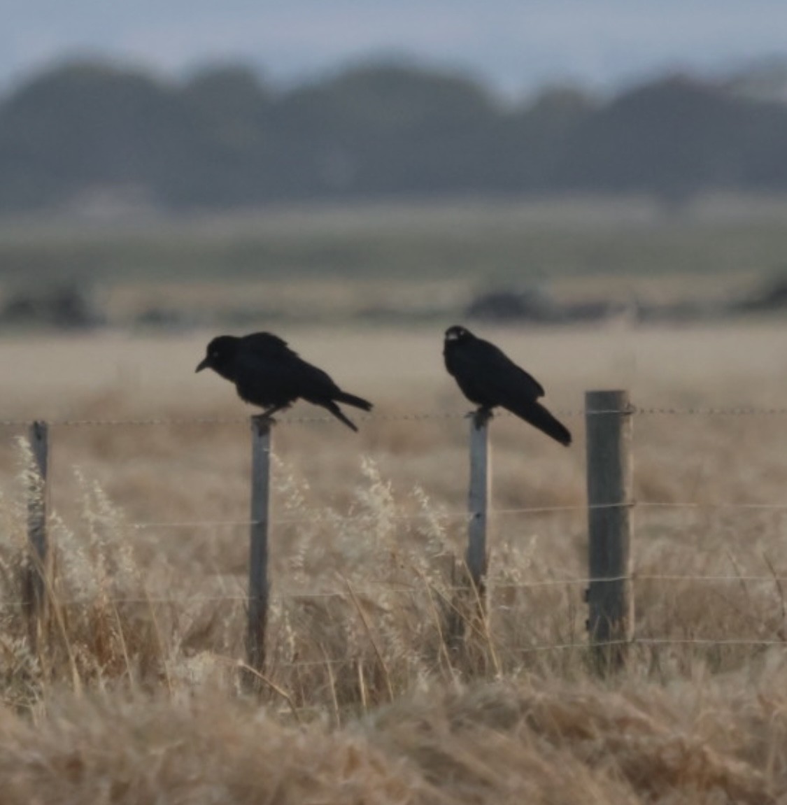 Южноавстралийский ворон - ML646506783