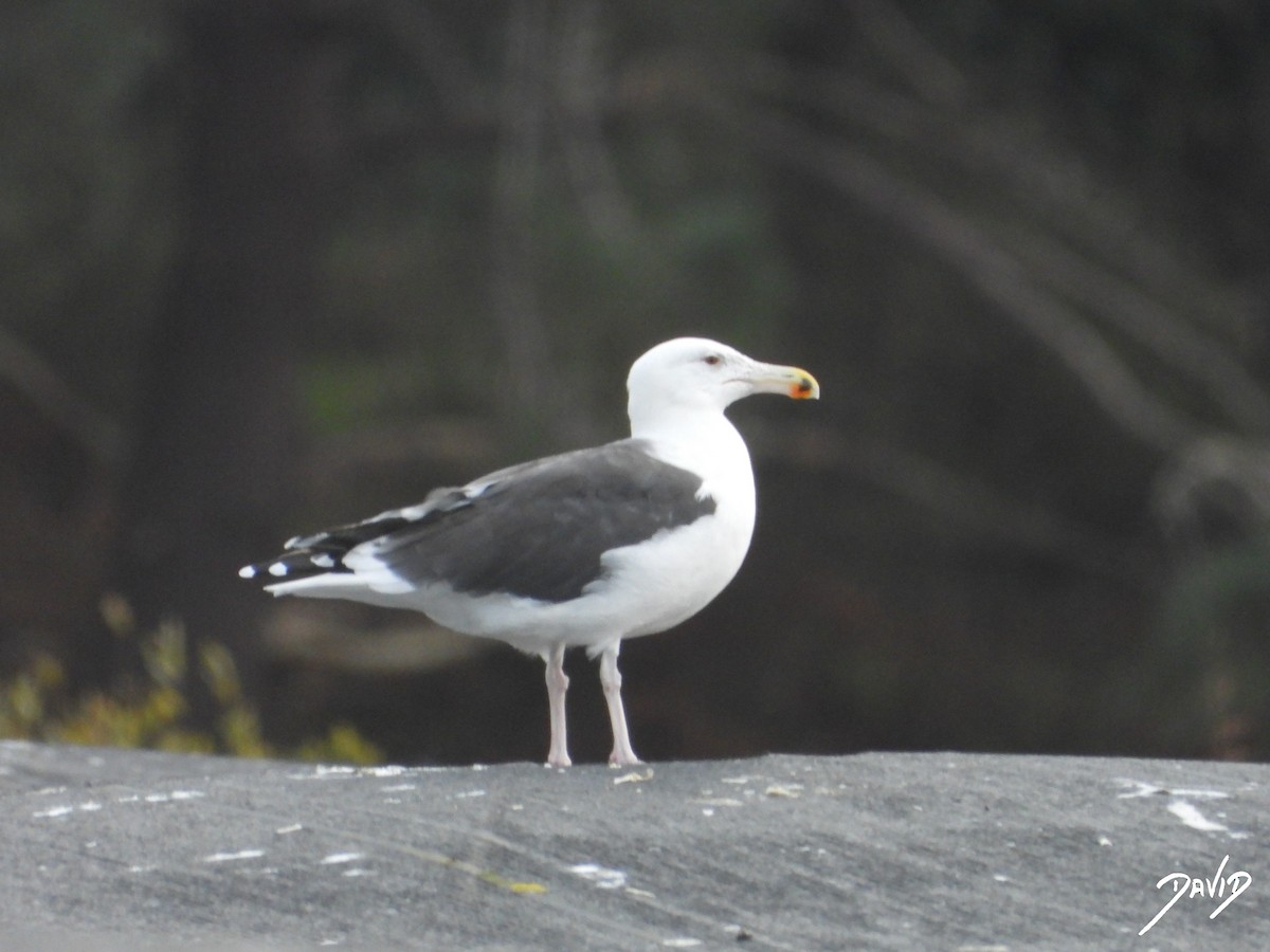 Great Black-backed Gull - ML646506784