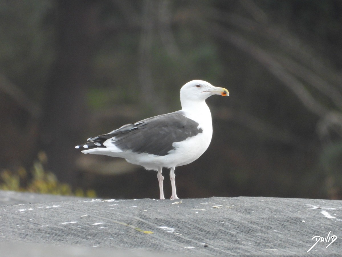 Great Black-backed Gull - ML646506785
