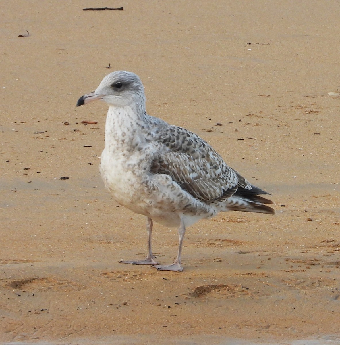 European Herring Gull - ML646506786