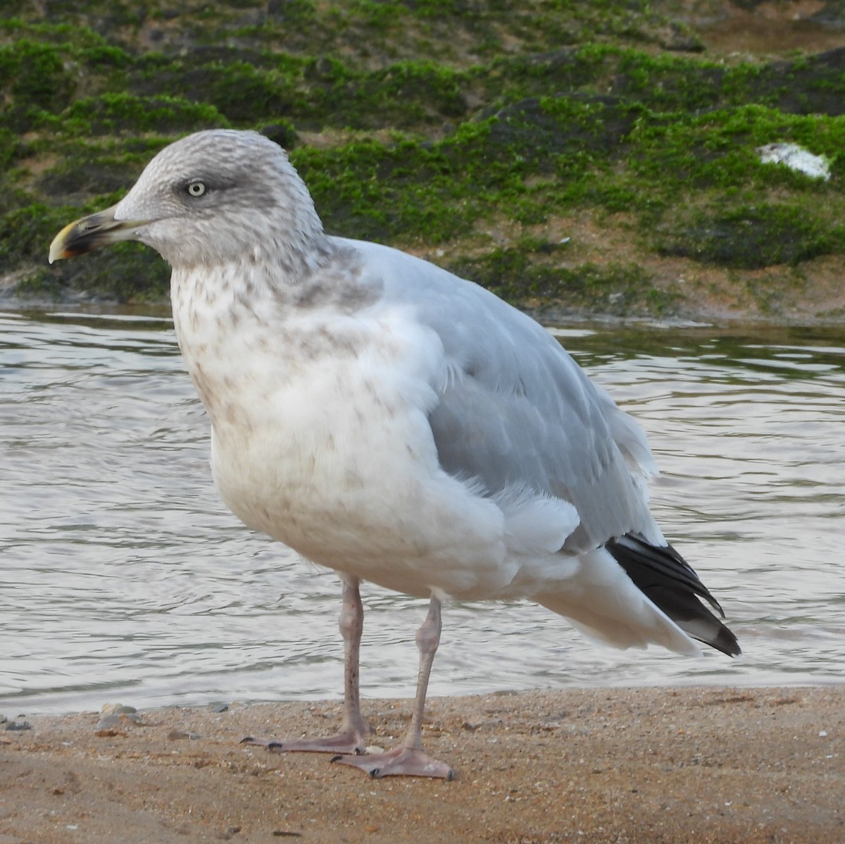 European Herring Gull - ML646506787