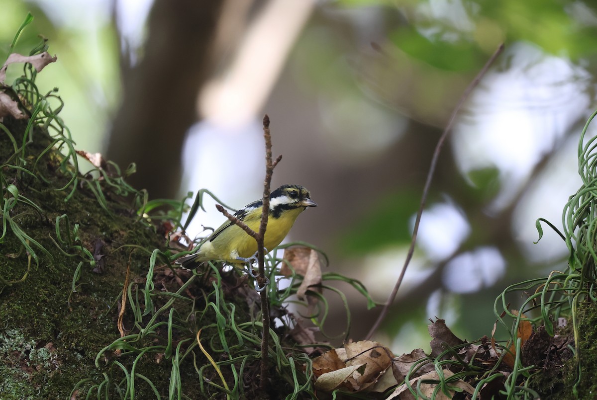 Yellow-bellied Tit - ML646506792